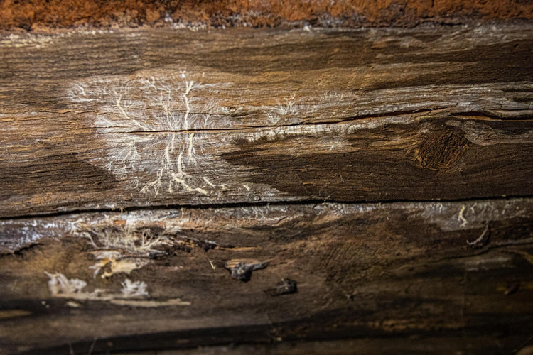 What Is Wood-Decay Fungus? Identifying Rot Under the Home