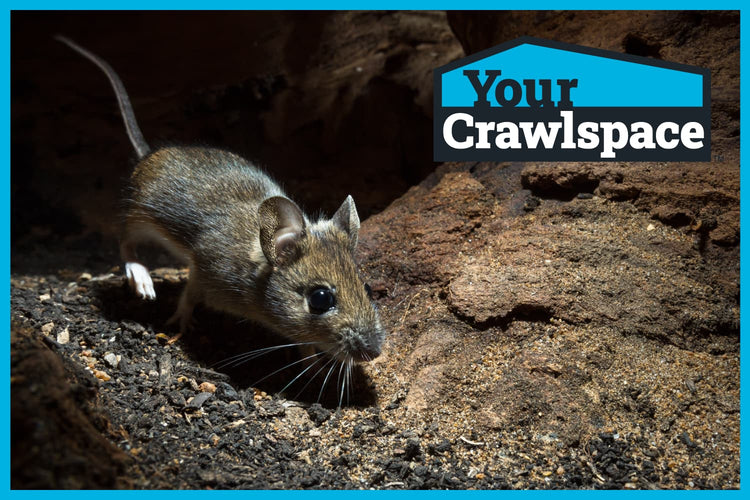 Looking Out for Rodents in the Crawlspace