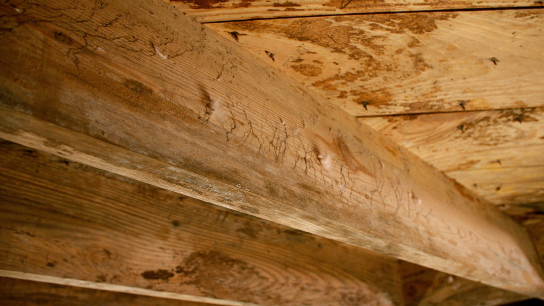 Crawlspace Moisture and Health Risks